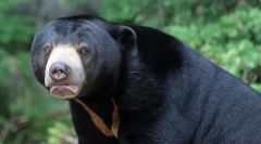 Cel mai mic ursul din lume